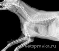 Рентген для животных в ветеринарной практике