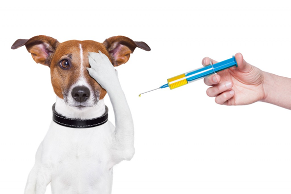 Противопоказания к прививкам у животных thumbnail