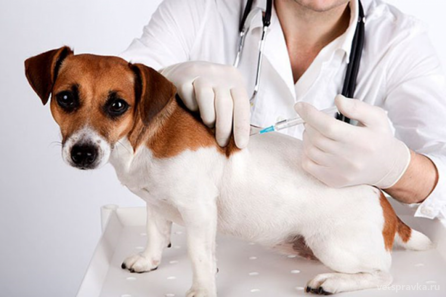 Последствие прививок у животных
