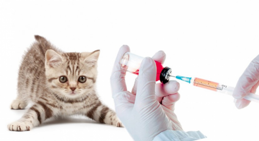 Последствие прививок у животных thumbnail