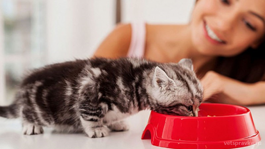 Когда можно вводить прикорм котёнку | Блог на VetSpravka.ru