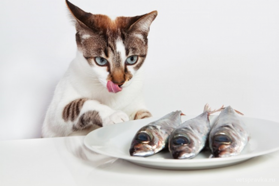 Какой рыбой кормить стерилизованную кошку