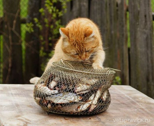 Какой рыбой можно кормить кота