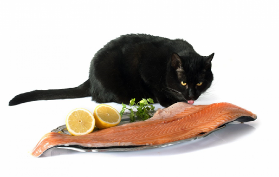 Можно ли стерилизованным кошкам корма с рыбой