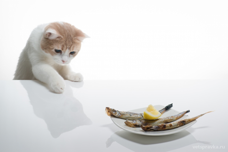 Можно ли кормить кошек кормом с рыбой