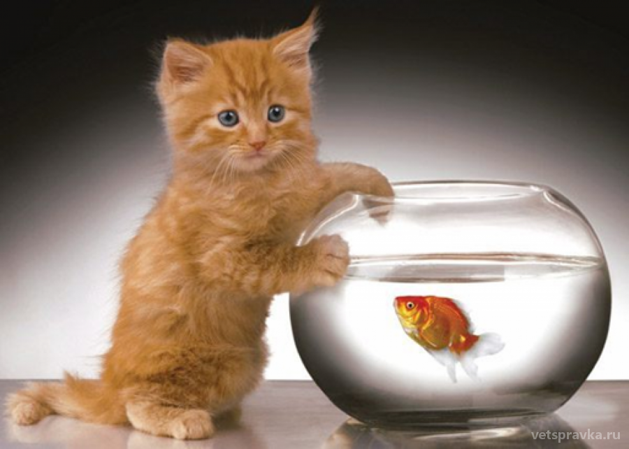 Можно ли стерилизованной кошке корм с рыбой