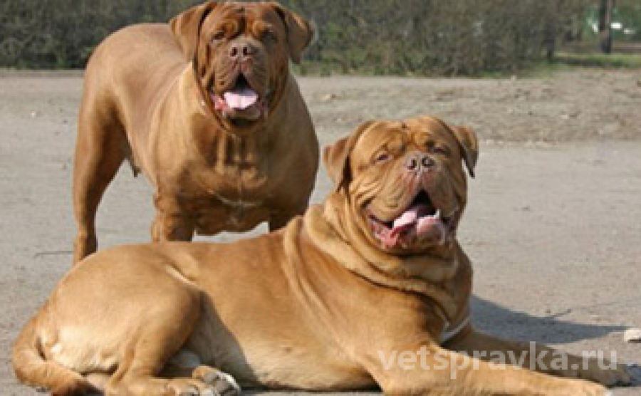 Породы бойцовских собак: японские и немецкие бульдоги, боевая аргентинская догами