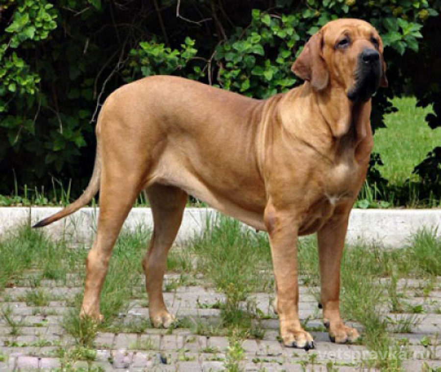 Породы бойцовских собак: японские и немецкие бульдоги, боевая аргентинская догами