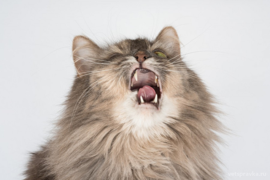 Почему кошка чихает? | Блог на VetSpravka.ru