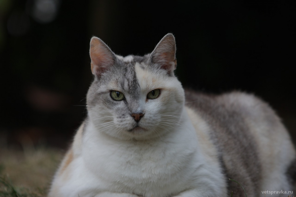 Ожирение у кошки