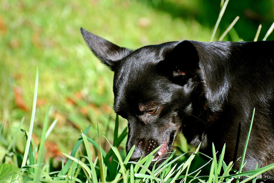 Собака ест траву. Польза или вред? | Блог на VetSpravka.ru