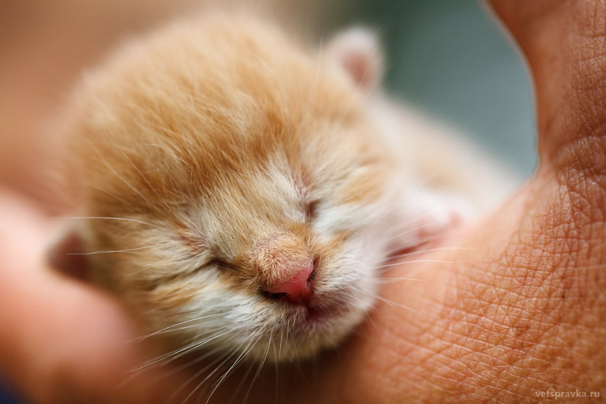 Как ухаживать за новорожденными котятами?