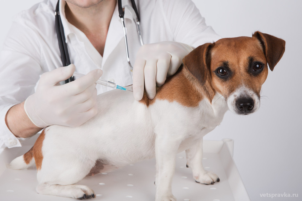 Прививка от бешенства собаке и кошке - зачем нужна?