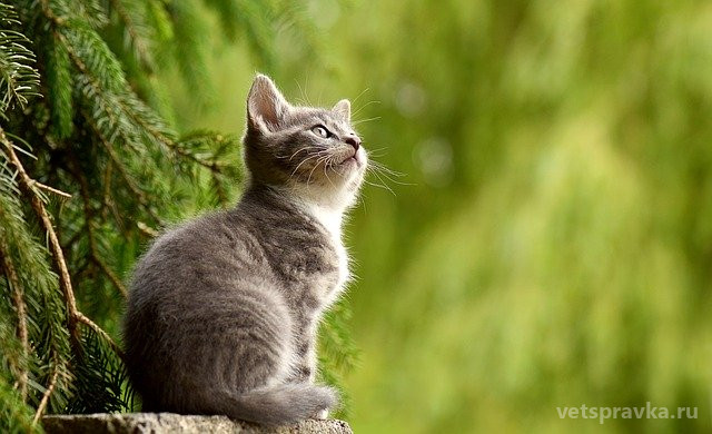 Гельминты у кошек: профилактика