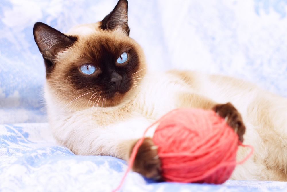 8 августа Всемирный день кота: шьем игрушки для кошки своими руками