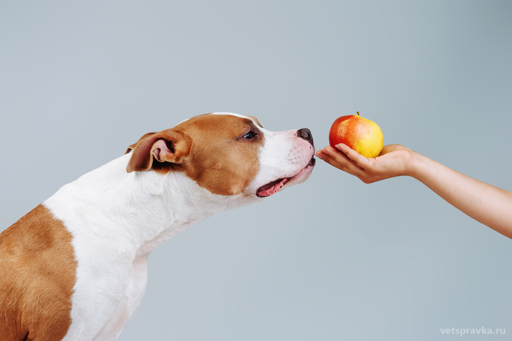 Можно собакам яблоки свежие. Собака с яблоком. Собака ест яблоко. Собака с яблоком в зубах. Собачка с яблочком.