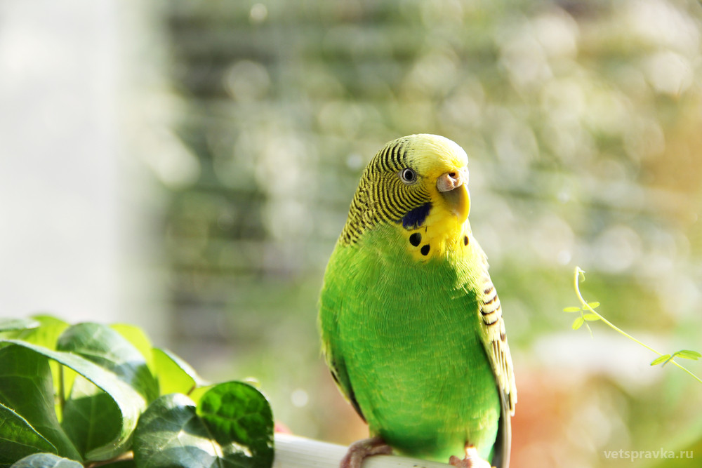Как научить разговаривать волнистого попугая | Блог на VetSpravka.ru
