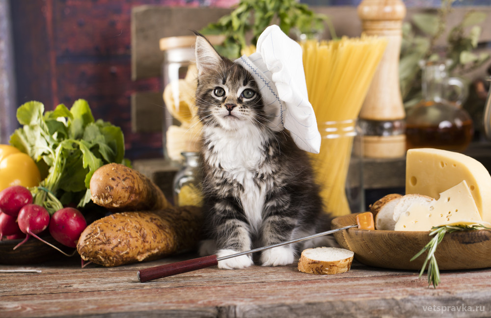 Какие витамины нужны кошке?
