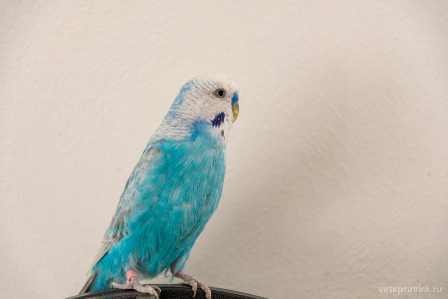 Адаптация волнистого попугайчика после покупки | Блог на VetSpravka.ru
