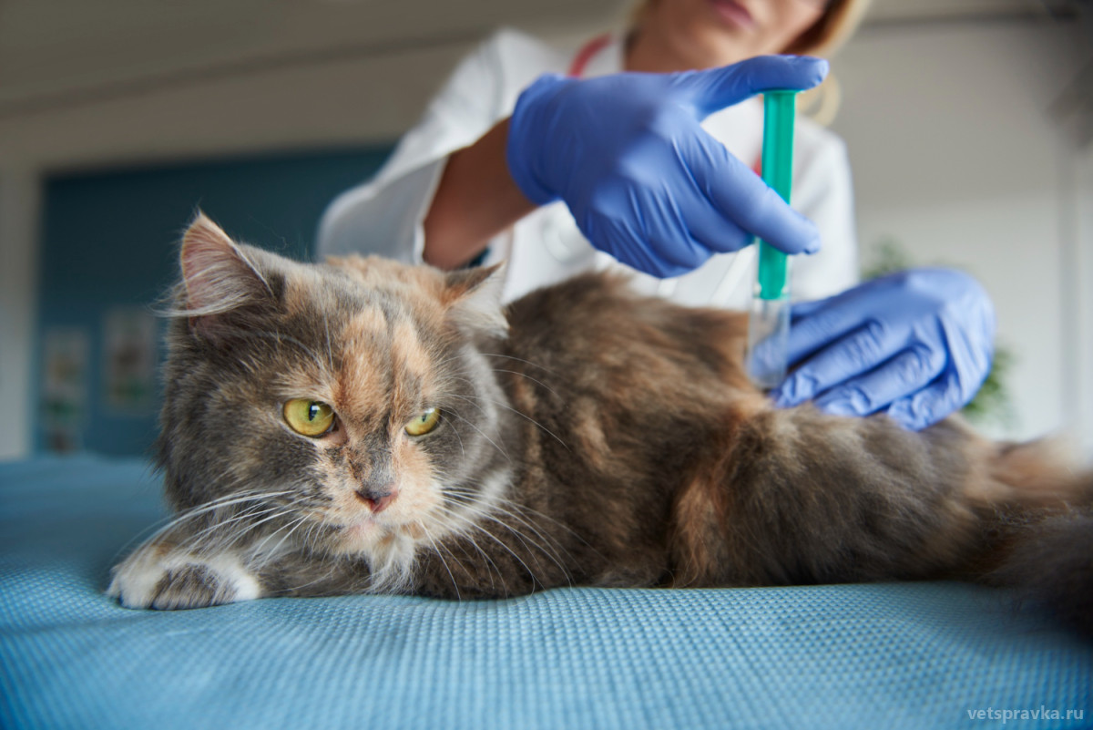 Уход за домашними кошками: почему им нужно ставить вакцины?