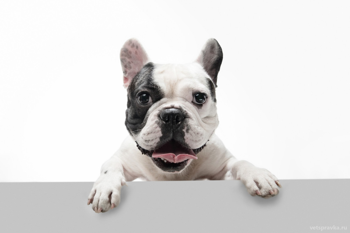 Купирование ушей у собак: безопасно и нужно ли?