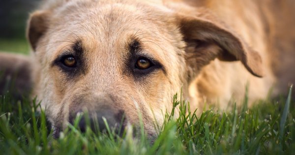 Лишай у собак: разновидности, признаки, лечение
