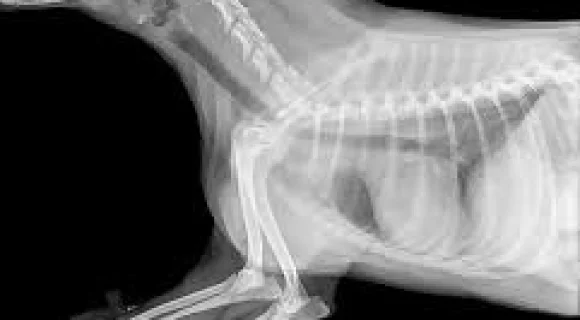 Рентген для животных в ветеринарной практике