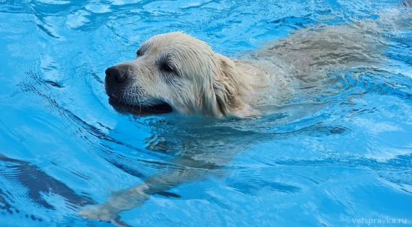 Как правильно купать собаку?