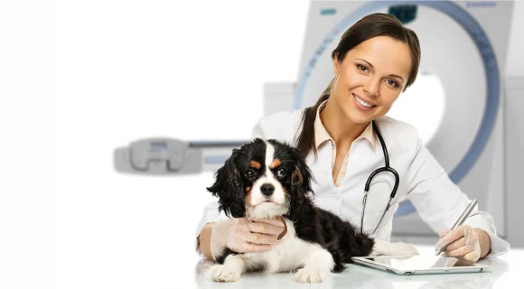 МРТ в ветеринарной практике