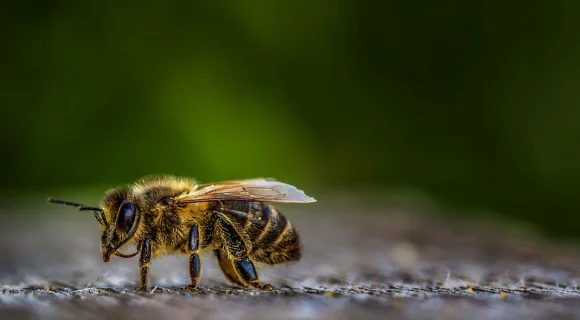 Что делать если собаку укусила пчела?