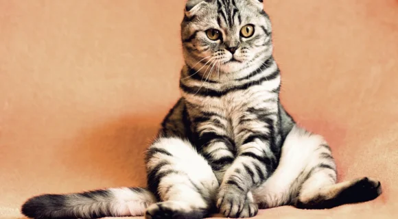 Воспаление параанальных желез у кошек: диагностика и лечение