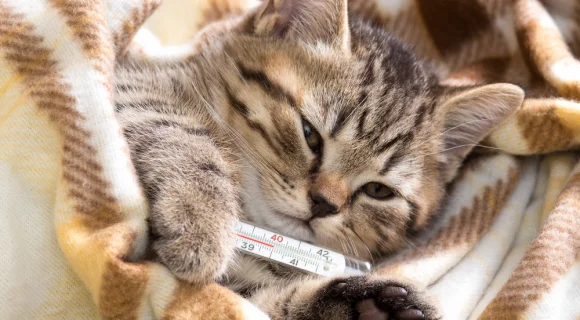 Ринотрахеит кошек: симптомы, лечение
