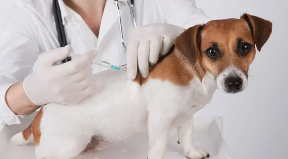 Прививка от бешенства собаке и кошке - зачем нужна?