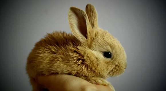 Уход за кроликами в домашних условиях