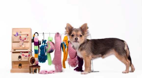Как выбрать одежду для собак?