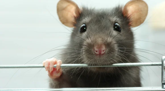 Уход и содержание домашних крыс