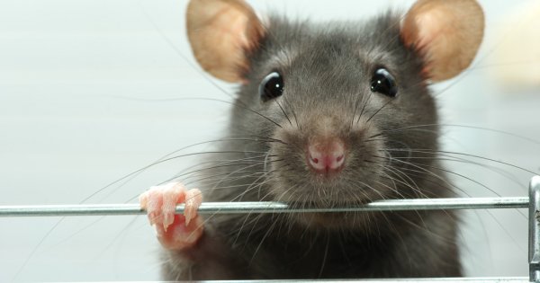 Уход и содержание домашних крыс | Блог на VetSpravka.ru