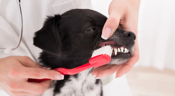 Чистка зубов собаке — основные правила