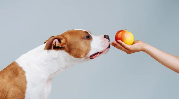 Можно ли яблоки собакам?