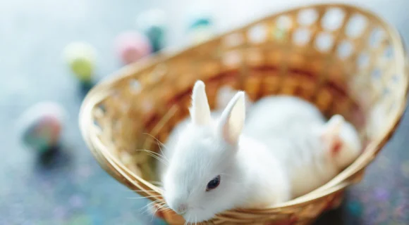 Нидерландский карликовый кролик — особенности породы