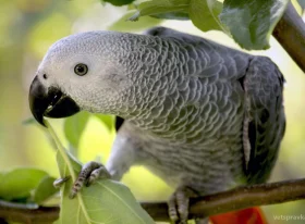 Попугай Жако: особенности, характер, уход