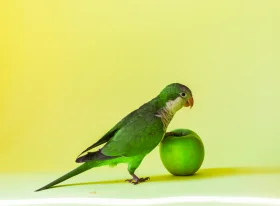 Корм попугаев — как выбрать правильный?