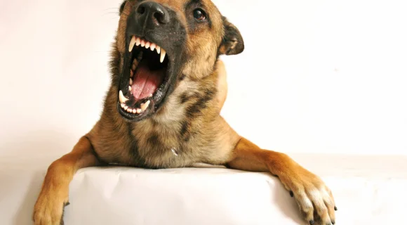 Когда у собак выпадают зубы?