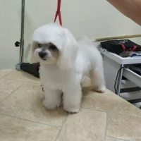Груминг-салон BEAUTY DOG на улице Барышиха Фото 2 на проекте VetSpravka.ru Груминг-салон BEAUTY DOG на улице Барышиха Фото 2 на проекте VetSpravka.ru