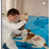 Ветеринарная клиника Шейлок Фото 2 на проекте VetSpravka.ru