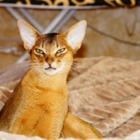 Питомник абиссинских кошек AbyAngel Фото 2 на проекте VetSpravka.ru Питомник абиссинских кошек AbyAngel Фото 2 на проекте VetSpravka.ru