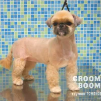 Груминг-салон Groom Boom на Новочерёмушкинской улице Фото 1 на проекте VetSpravka.ru Груминг-салон Groom Boom на Новочерёмушкинской улице Фото 1 на проекте VetSpravka.ru