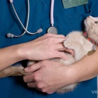Ветеринарная клиника Здоровый мир Фото 2 на проекте VetSpravka.ru