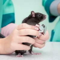 Ветеринарная клиника ВетМаг Фото 2 на проекте VetSpravka.ru Ветеринарная клиника ВетМаг Фото 2 на проекте VetSpravka.ru