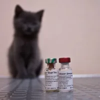 Ветеринарная клиника Матроска Фото 2 на проекте VetSpravka.ru Ветеринарная клиника Матроска Фото 2 на проекте VetSpravka.ru